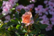 DSC_0200.jpg