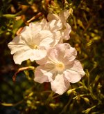 sunlightflower-1.jpg