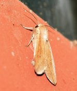 Moth.jpg