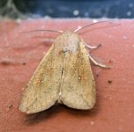 Moth_2.jpg