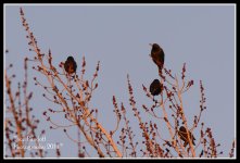 Day 17 birds.jpg