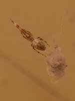 Spider_5.jpg