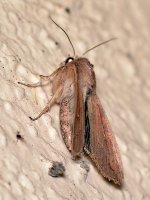 Moth_5.jpg