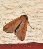 Moth_6.jpg