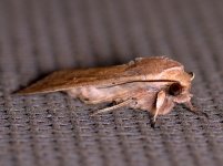 Moth_4.jpg
