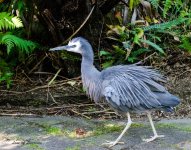Herron LOL.jpg