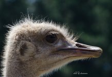 Ostrich LOL.jpg