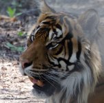 Sumatran Tiger LOL.jpg