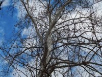tree.jpg