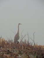 DSCN8975.jpg