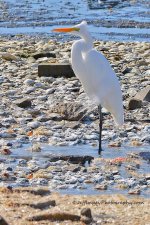 DSC_9792.jpg