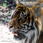 Sumatran Tiger LOL.jpg