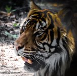 Sumatran Tiger LOL.jpg