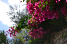 DSC_7156.JPG