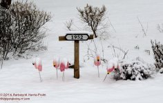 018 Flamingos-140118_01.jpg