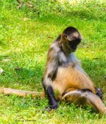 Pregnant Spider Monkey LOL.jpg