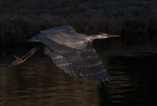 Nikonites-18-3.jpg