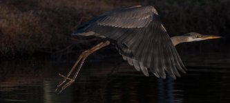 Nikonites-18-2.jpg
