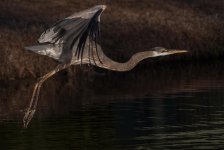 Nikonites-18-1.jpg