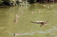 Water landing LOL.jpg