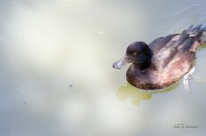 Duck 3 LOL.jpg