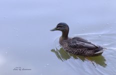 Duck 1 LOL.jpg