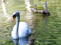 White Swan LOL.jpg