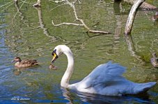 Swan and Ducks LOL.jpg