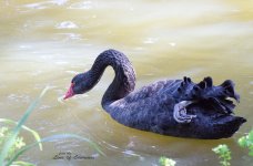 Black Swan with Claw LOL.jpg
