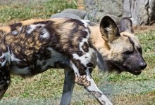 Hunting Dog LOL.jpg