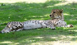 Cheetah 3 LOL.jpg