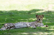 Cheetah 2 LOL.jpg