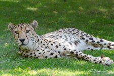 Cheetah 1 LOL.jpg