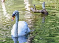 White Swan LOL.jpg