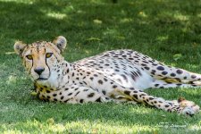 Cheetah 1 LOL.jpg