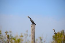DSC_9749.jpg