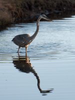 Nikonites-18-4.jpg