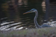 Nikonites-18-5.jpg