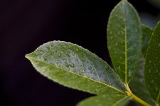 after the rain.jpg