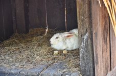 rabbit-1.jpg