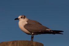Nikonites-19-1.jpg