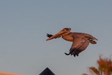 Nikonites-19-4.jpg