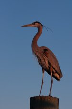 Nikonites-19-6.jpg