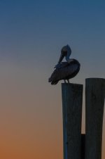 Nikonites-19-7.jpg