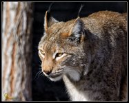 Day19Lynx.jpg