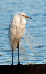 Great Egret 9 1300px.jpg