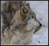 Day 19 Wolf.jpg