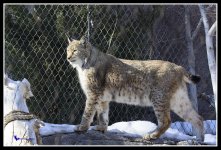 Day 19 lynx Photo.jpg