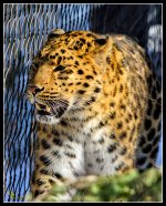 Day19Cat.jpg