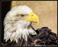 Day19Eagle.jpg